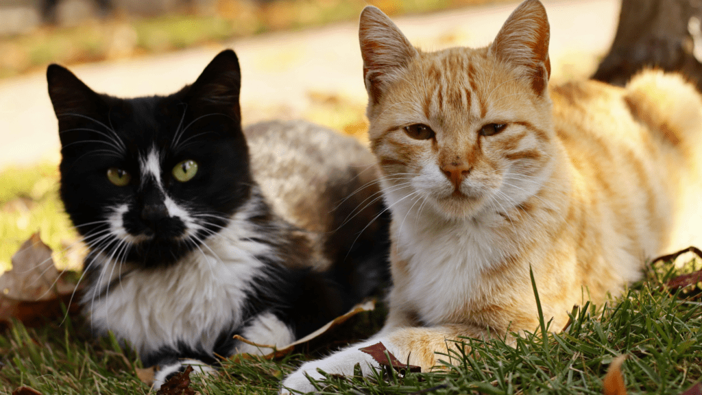 facts about cats