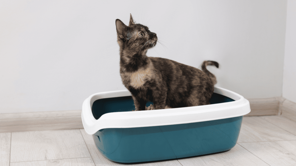 cat litter box