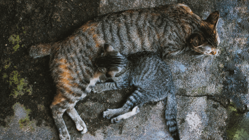 big cats