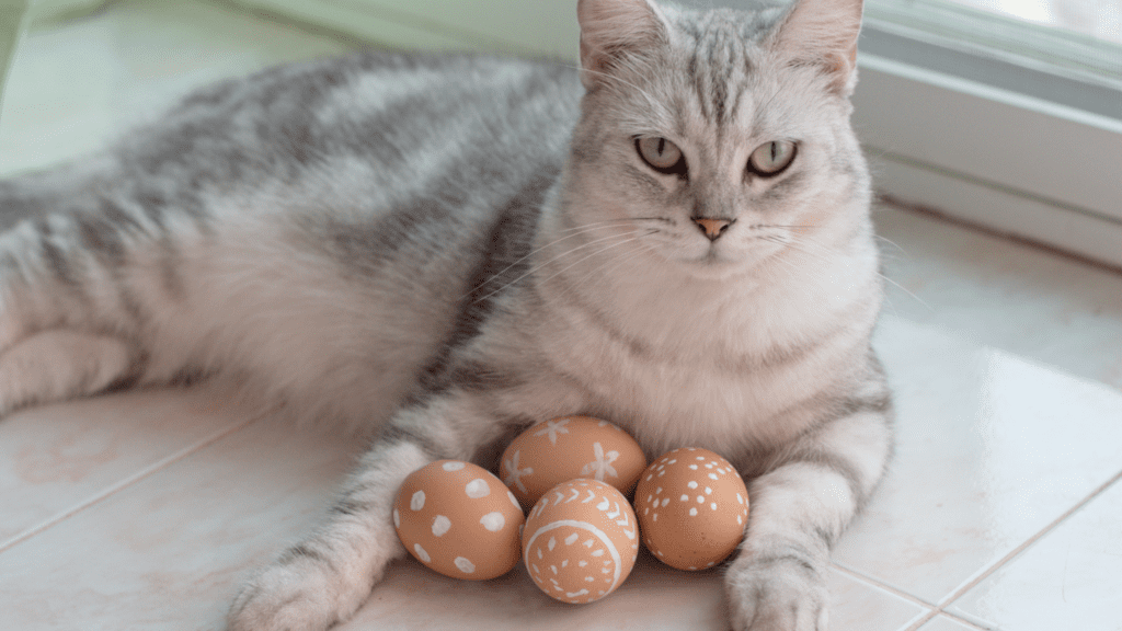 can cats have eggs