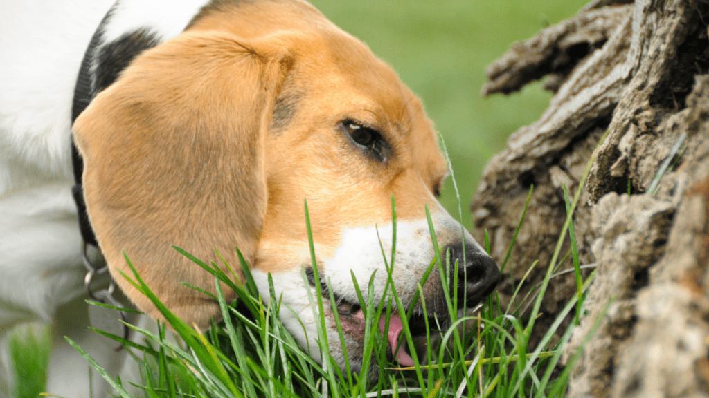 why do dogs eat grass