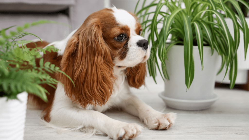 can dogs get poison ivy